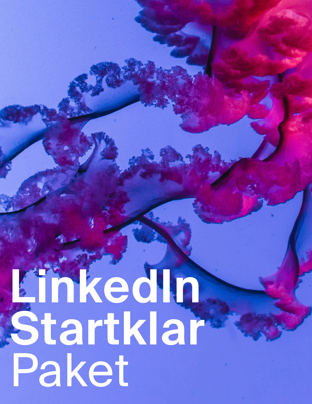 News_Linkedin_Qualle2_hoch